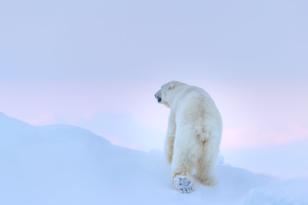 Image of Ghosts of the Arctic Print Collection