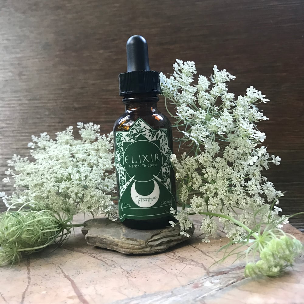 Image of Queen Anne's Lace tincture 