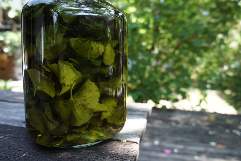 Image of GOTU KOLA spagyric tincture - alchemically enhanced plant extraction