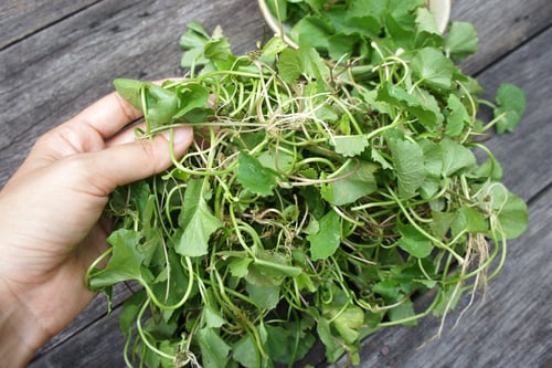 Image of GOTU KOLA spagyric tincture - alchemically enhanced plant extraction