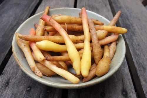 Image of FINGER ROOT spagyric tincture - alchemically enhanced plant extraction