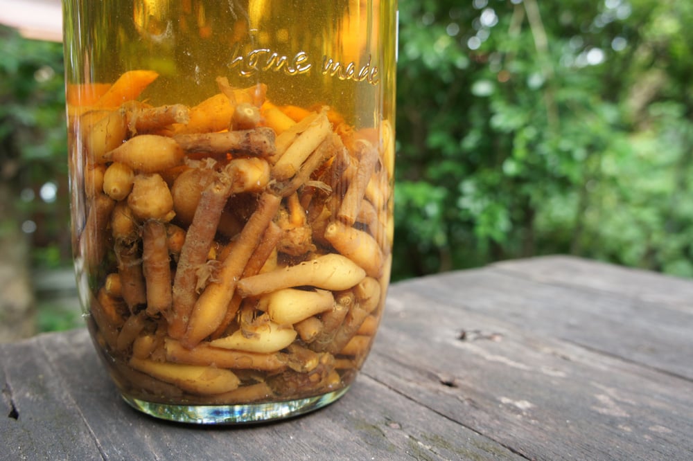 Image of FINGER ROOT spagyric tincture - alchemically enhanced plant extraction