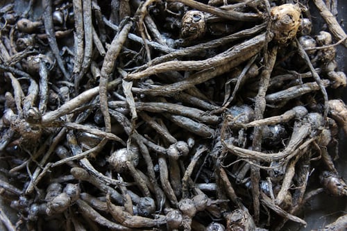 Image of FINGER ROOT spagyric tincture - alchemically enhanced plant extraction