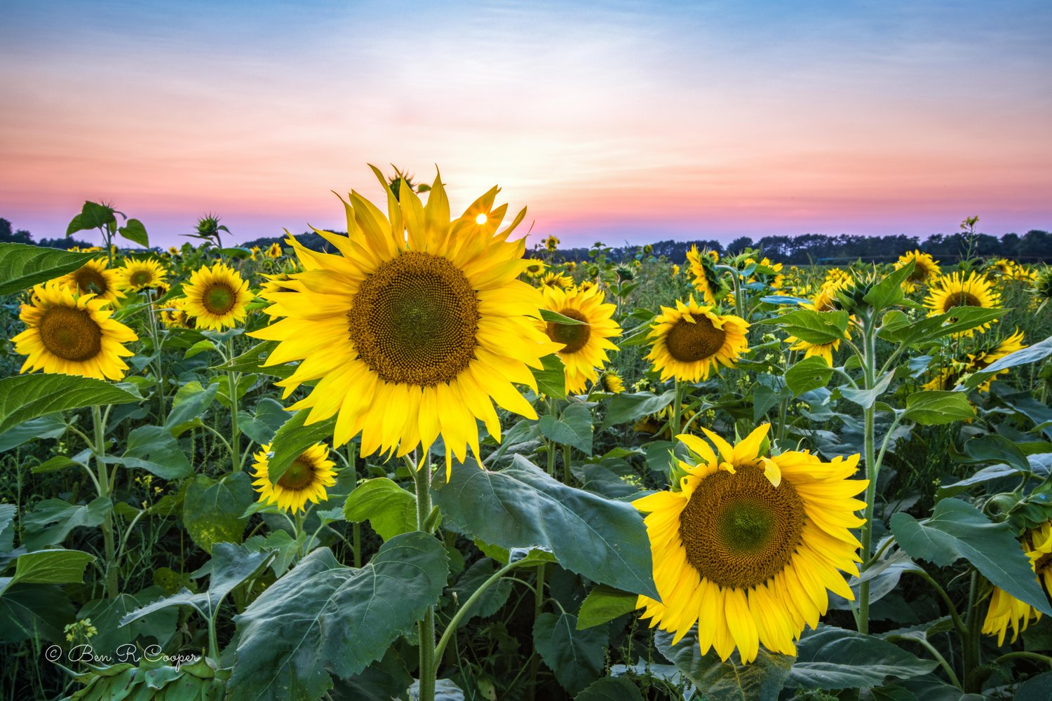 Sunflowers at Sunset