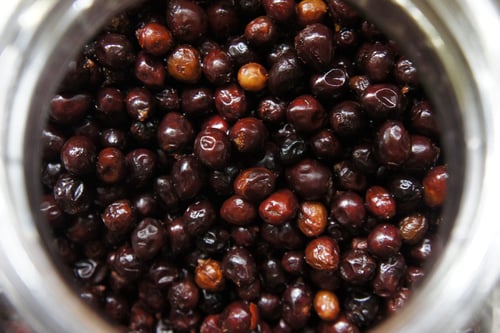 Image of JUNIPER BERRY spagyric tincture - alchemically enhanced plant extraction