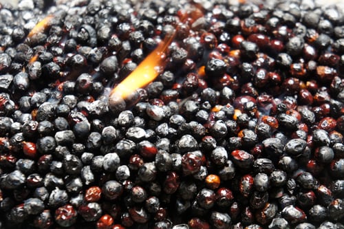 Image of JUNIPER BERRY spagyric tincture - alchemically enhanced plant extraction