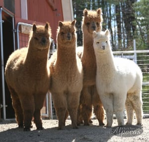 All About Alpacas Workshop - Learn About Alpacas Class Seminar