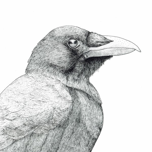 Image of Crow in Pen #1