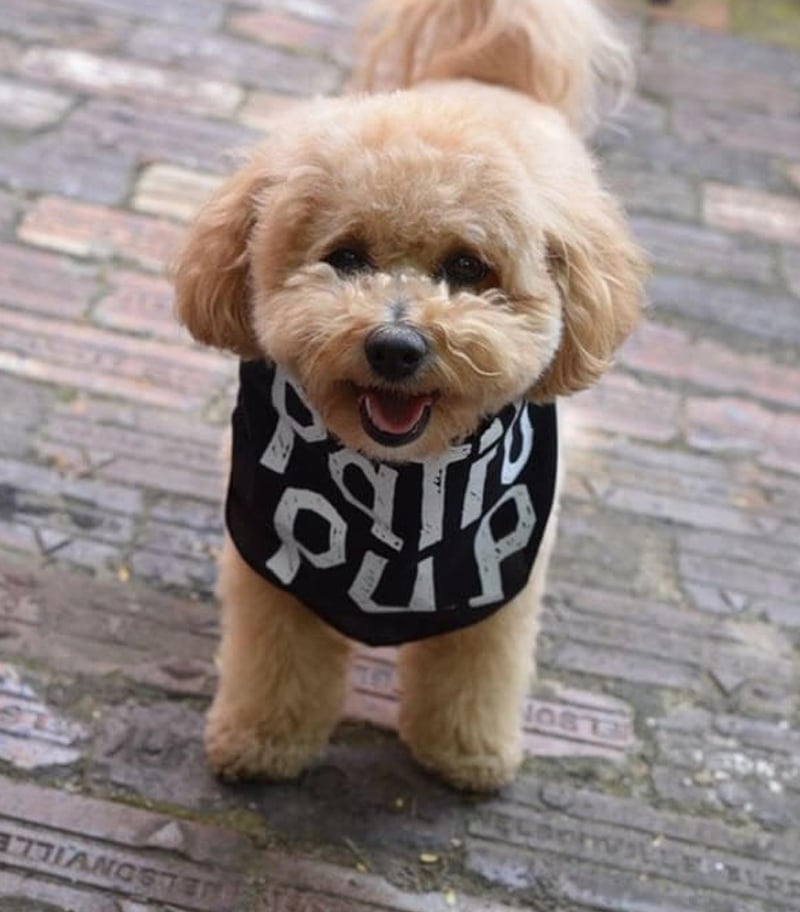 Image of Patio Pup Bandana