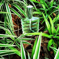 Image 4 of "KapSean" Cologne