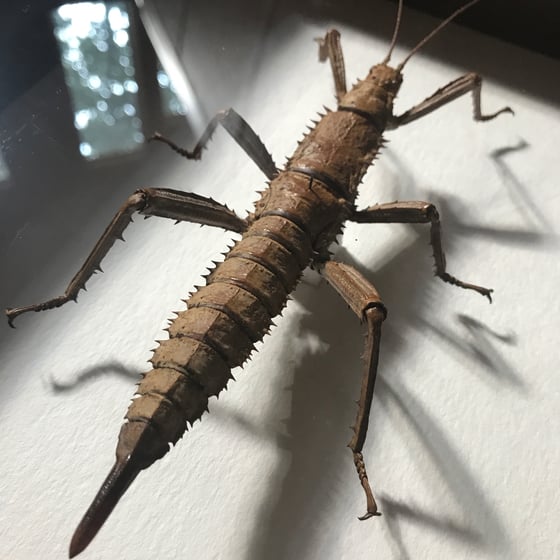 Image of New Guinea Giant Stick Insect
