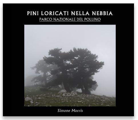 Image of Pini Loricati nella nebbia