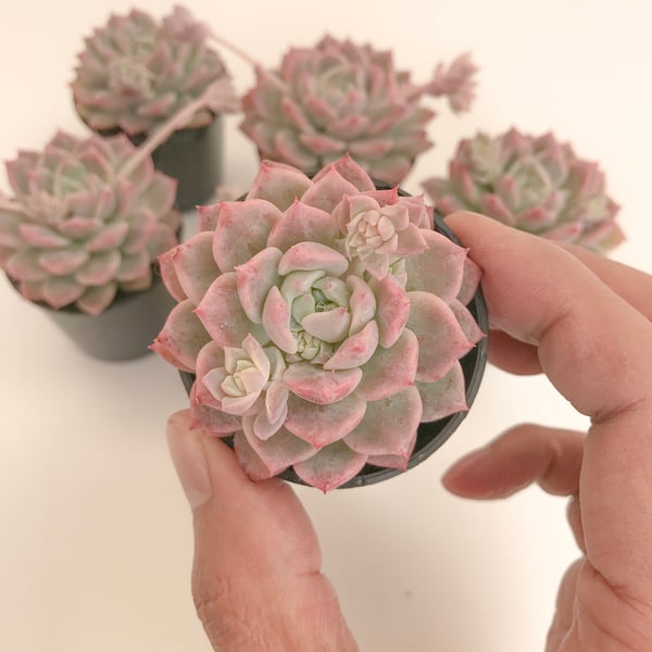 Image of Echeveria prolifica