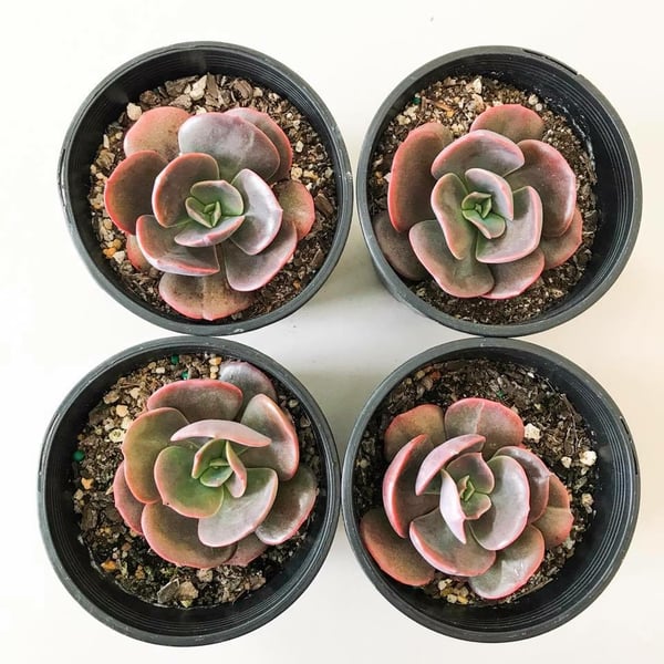 Image of Echeveria Blue metal