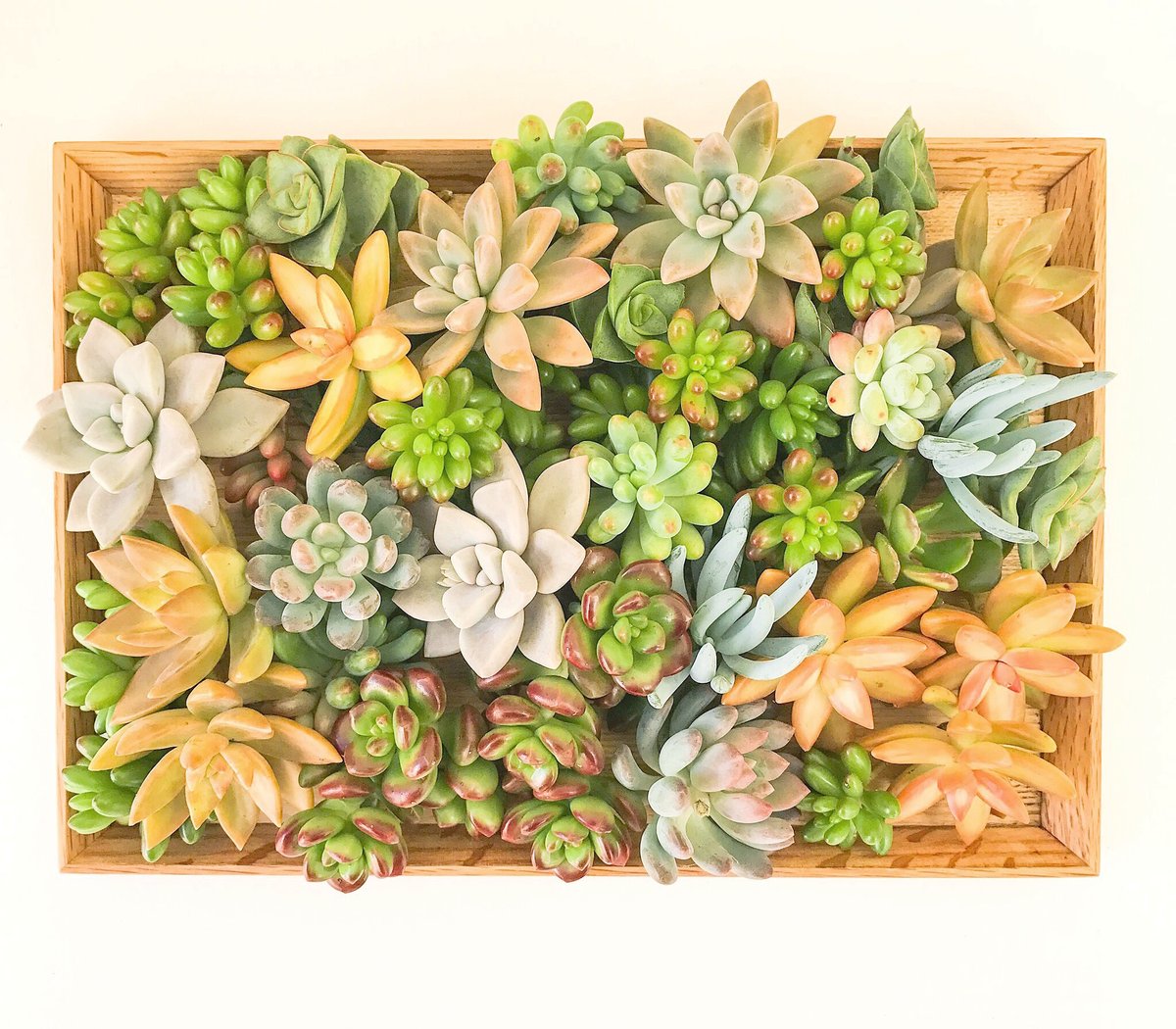 Succulent & Friends — Assorted sucuulent cuttings