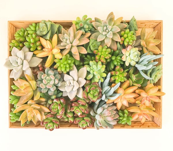 Image of Assorted sucuulent cuttings