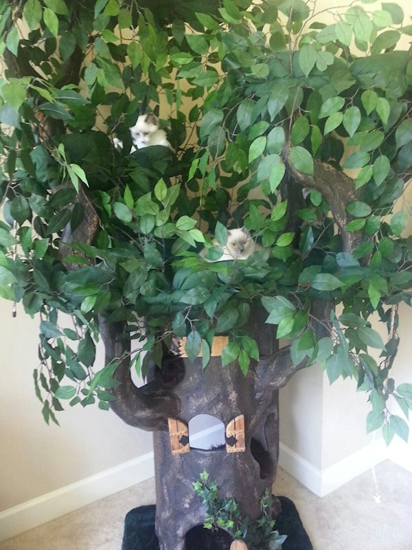 fantasy forest cat trees