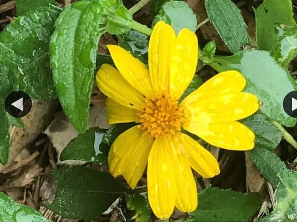 Image of Native wedelia daisy