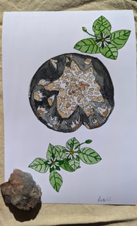 Image 2 of Coprinus calyptratus