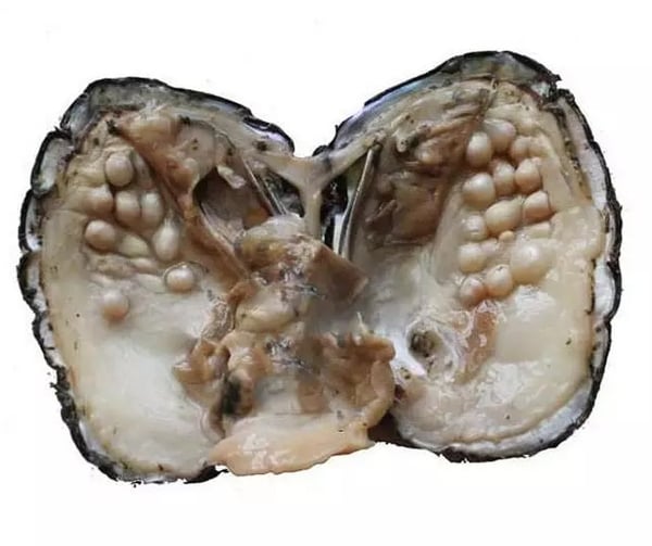 Image of Monster oyster