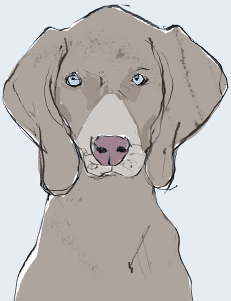 Image of Weimaraner