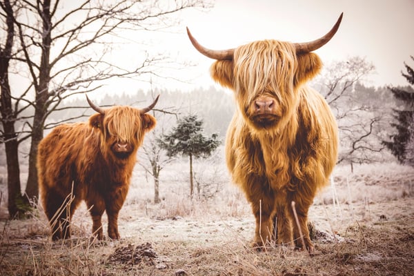 Image of Highland Cattle