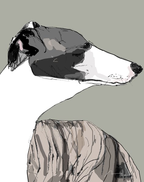 Image of Whippet