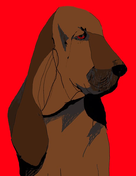 Image of Bloodhound