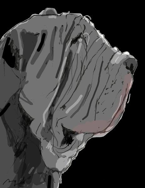 Image of Neapolitan Mastiff