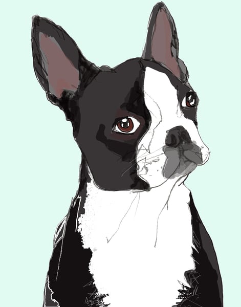 Image of Boston Terrier