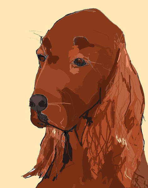 Image of Irish Setter