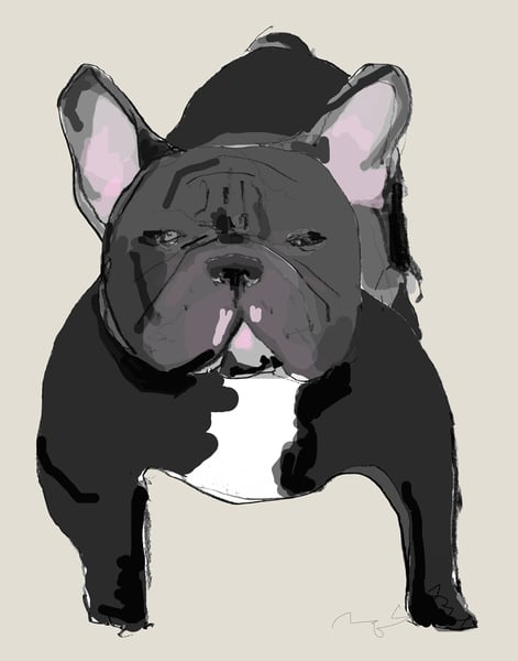 Image of French Bulldog