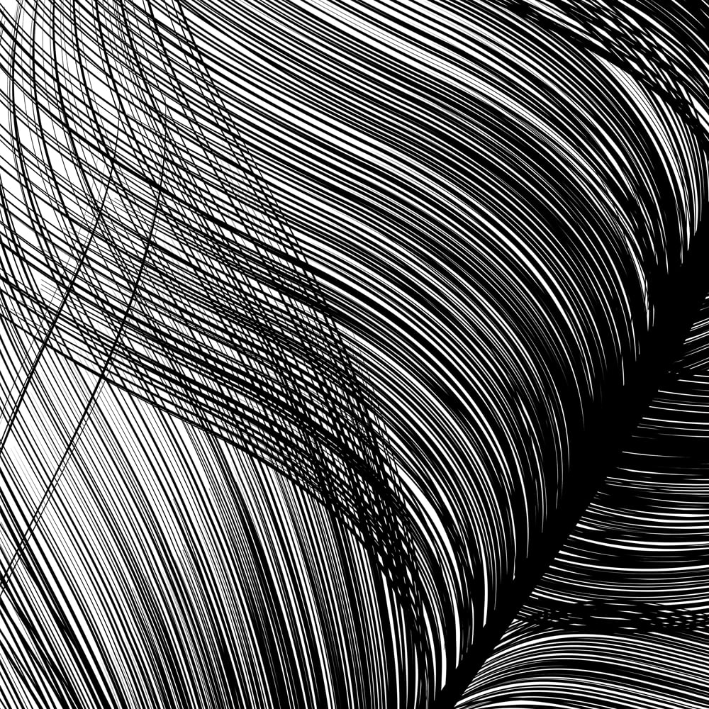 Image of LICENSE FEATHER