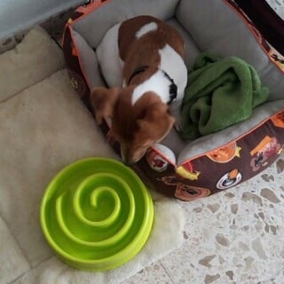 Image of PUPPY SHOP® | SLOW FEED PLASTIC DOG BOWL