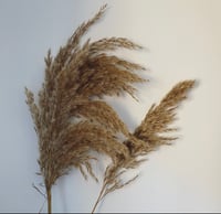 Image 2 of Brown pampas 