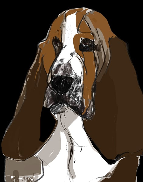 Image of Bassett Hound