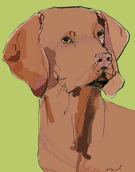 Image of Vizsla