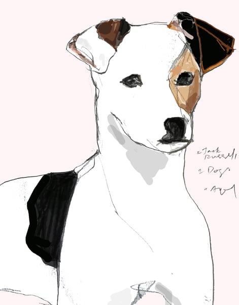 Image of Jack Russell Terrier