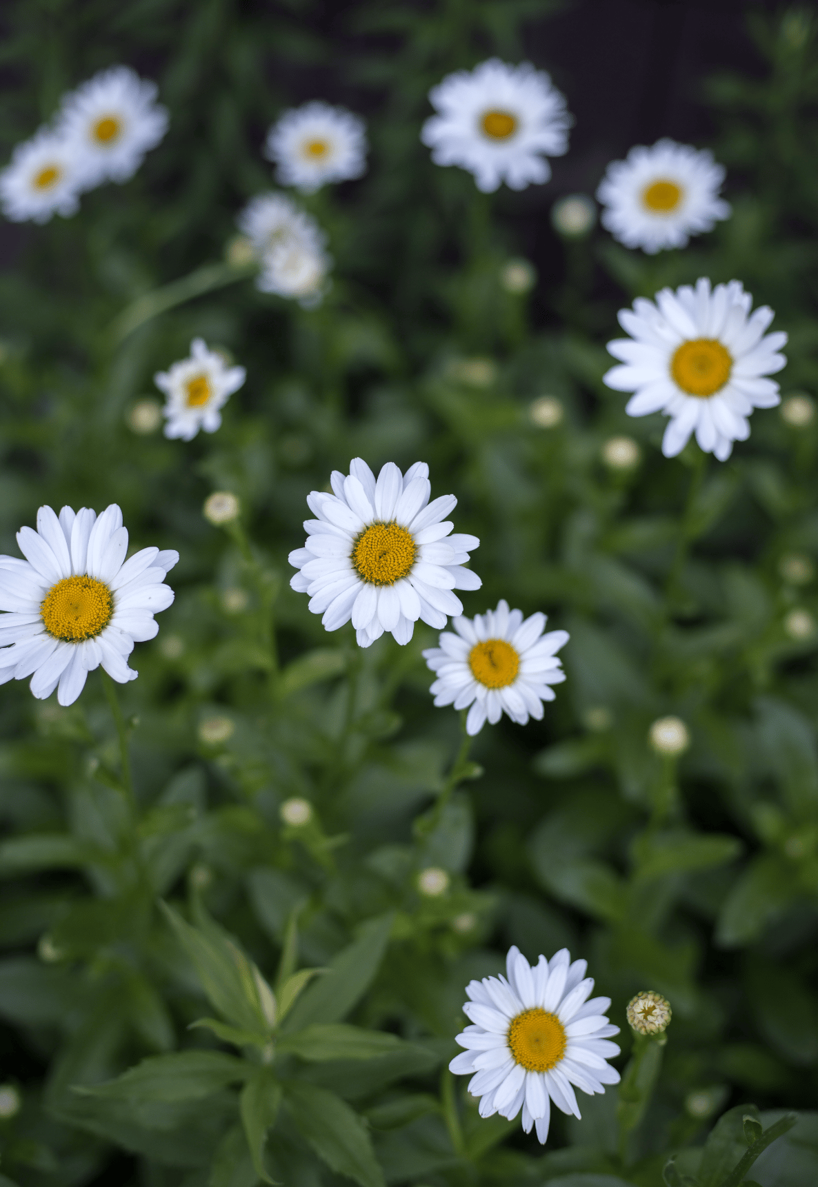 Image of Daisys