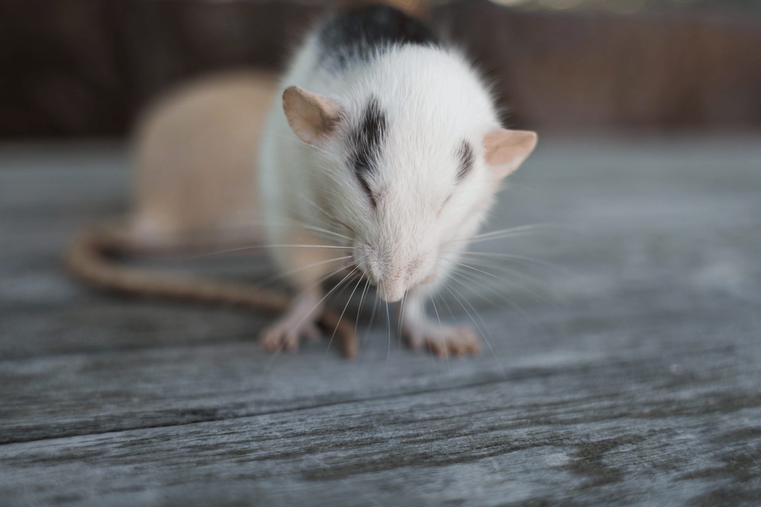 Image of Giggling Ratty