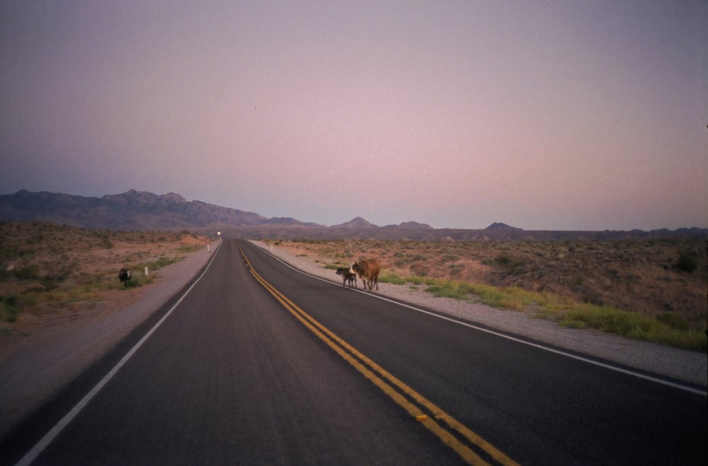 Image of nevada cows