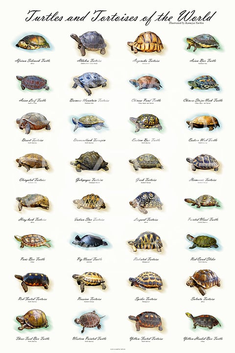 Image of Turtles and Tortoises of the World Poster
