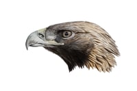 11x14" Limited Giclee Print: Golden Eagle (Aquila chrysaetos)