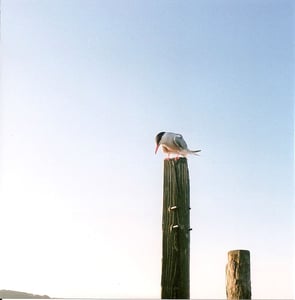 Image of Have A Good Summer