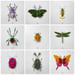 Image of Natura Insects Series 1 -Spring 2017-
