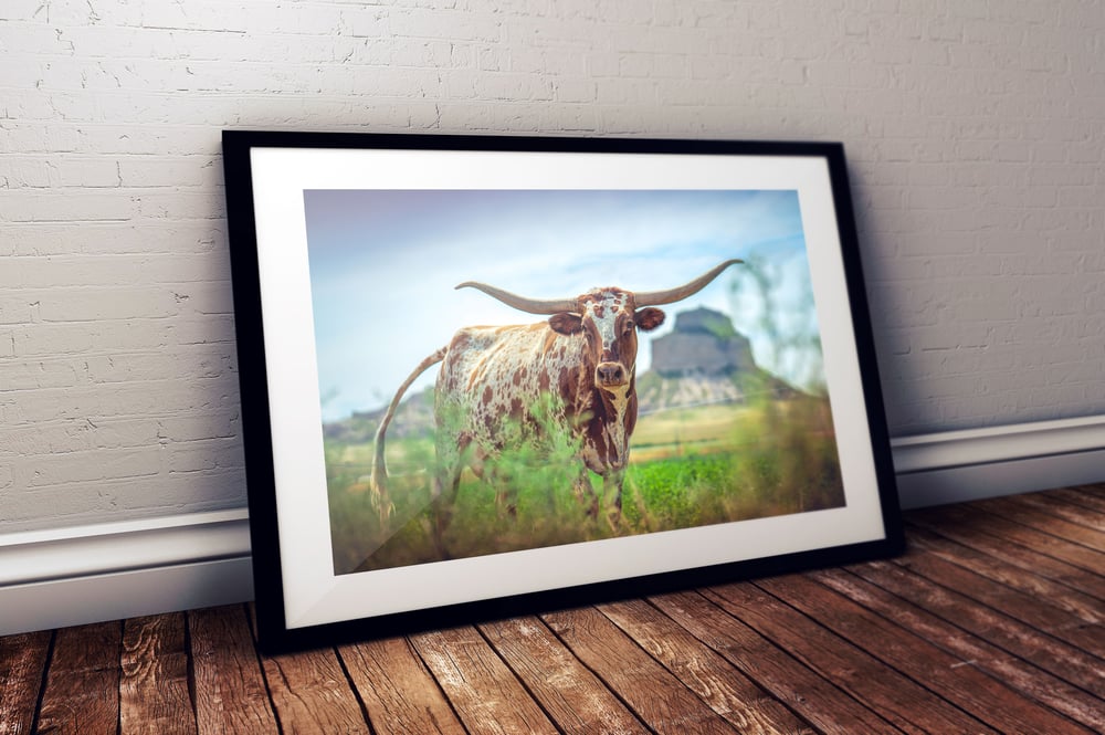 Image of Longhorn in Nebraska Print