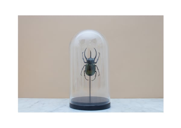 Image of CHALCOSOMA ATLAS ATLAS (XL) IN GLASS DOME