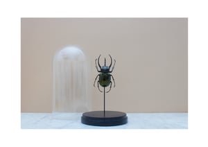 Image of CHALCOSOMA ATLAS ATLAS (XL) IN GLASS DOME