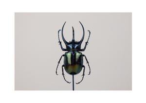 Image of CHALCOSOMA ATLAS ATLAS (XL) IN GLASS DOME