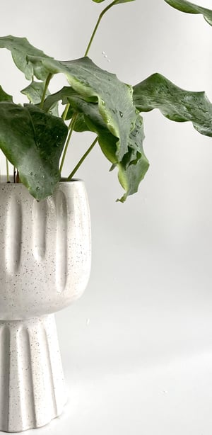 Image of Pedestal planter 1 